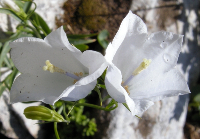 Campanula scheuchzeri / Campanula di Scheuchzer
